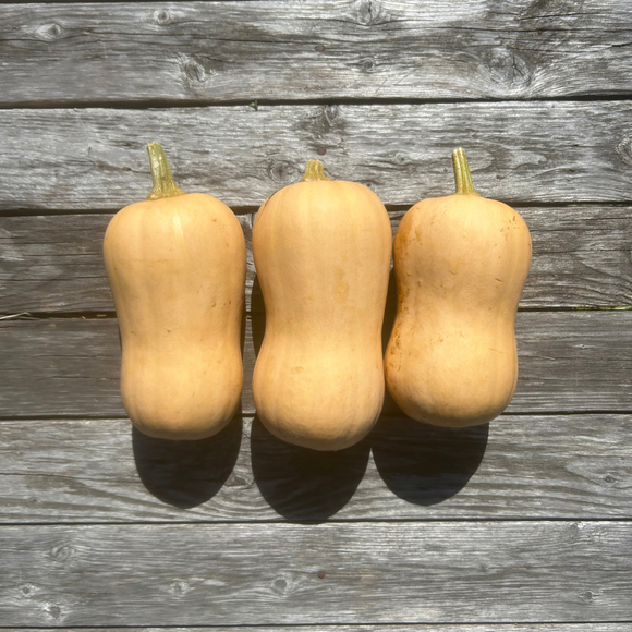 Butternut Squash