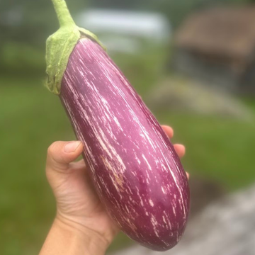 Eggplant (Listada de Gandia)