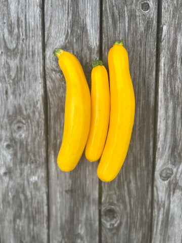 Summer Squash (Desert)