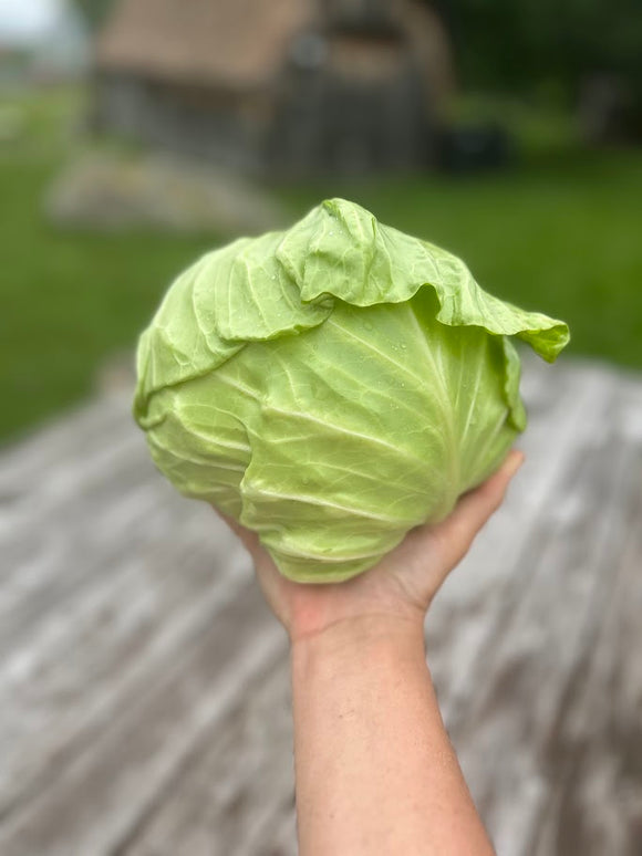 Cabbage (Farao)