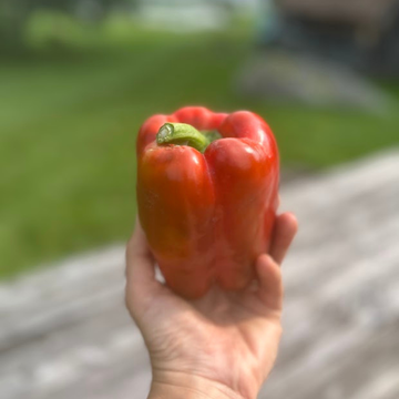 Bell Pepper