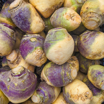 Rutabaga (Helenor)