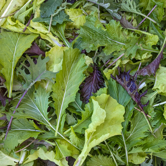 Mixed Heirloom Lettuce Mix