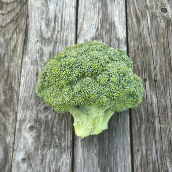 Broccoli (Belstar)