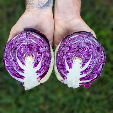 Purple Cabbage