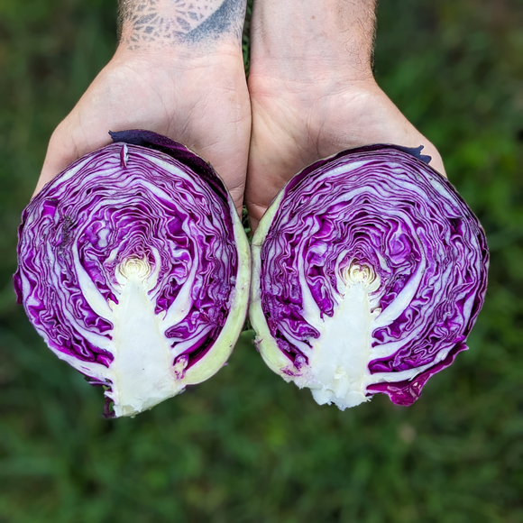 Purple Cabbage