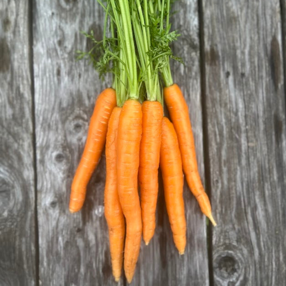 Carrot Bunches (Napoli)