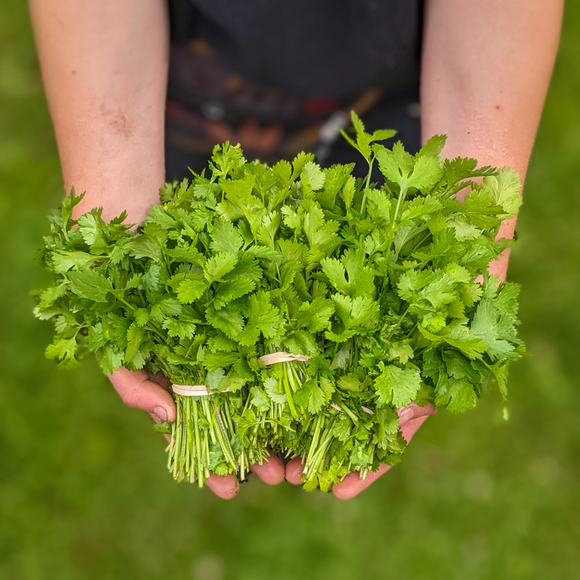 Cilantro (Santo)