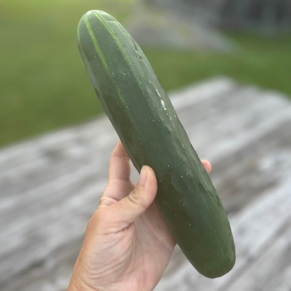 Cucumber (Marketmore)