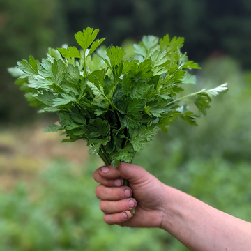 Parsley