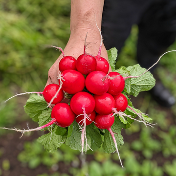 Radishes (French Breakfast)
