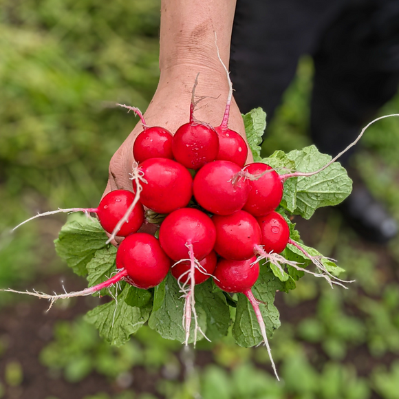 Radishes (French Breakfast)