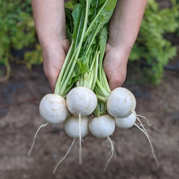 Salad Turnips (Hakurei)