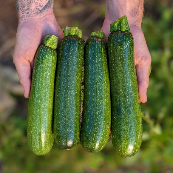 Zucchini (Desert)